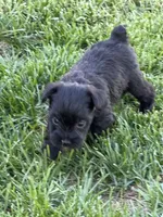 Abby, a female Miniature Schnauzer for sale in Stratton, CO – 2 of 9