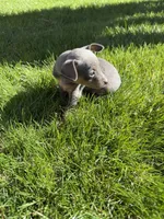 Piper, a female Miniature Pinscher for sale in Stratton, CO – Photo 3 of 4