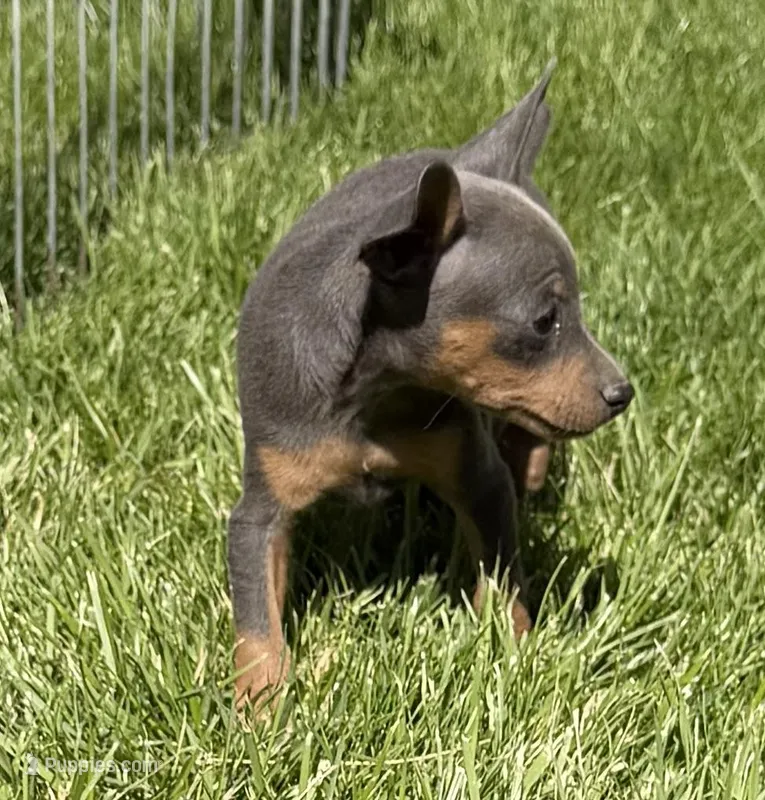 Piper – Miniature Pinscher puppy for sale in Stratton, CO