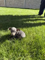 Piper, a female Miniature Pinscher for sale in Stratton, CO – Photo 4 of 4