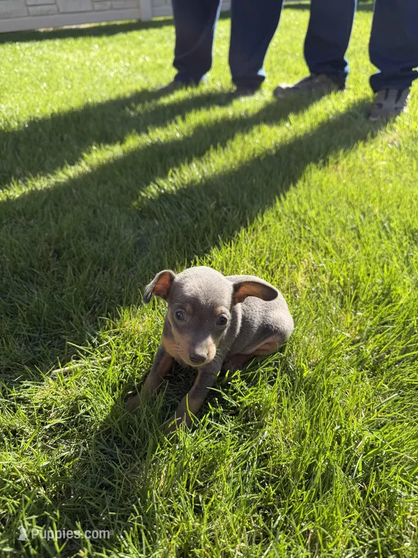 Piper, a female Miniature Pinscher for sale in Stratton, CO – Photo 1 of 4