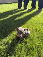 Piper, a female Miniature Pinscher for sale in Stratton, CO – Photo 1 of 4