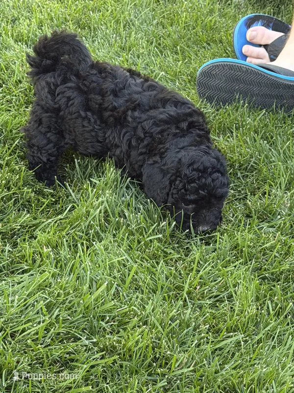 Pepper – Poodle - Toy  puppy for sale in Stratton, CO