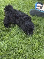 Pepper, a male Poodle - Toy  for sale in Stratton, CO – 1 of 4