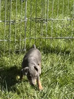 Chase, a male Miniature Pinscher for sale in Stratton, CO – 2 of 5