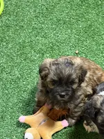 Petey, a male Shihpoo for sale in Stratton, CO – Photo 5 of 7