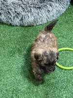 Petey, a male Shihpoo for sale in Stratton, CO – Photo 7 of 7