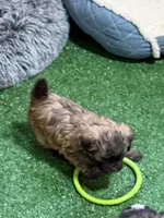 Petey, a male Shihpoo for sale in Stratton, CO – Photo 2 of 7