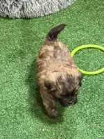 Petey, a male Shihpoo for sale in Stratton, CO – Photo 6 of 7