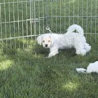 Francie, a female Shihpoo for sale in Stratton, CO – 4 of 6