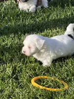 Casper, a male Shihpoo for sale in Stratton, CO – 5 of 7