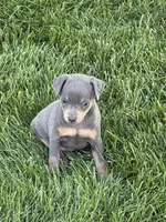 Bailey, a female Miniature Pinscher for sale in Stratton, CO – 2 of 7