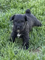 Abby, a female Miniature Schnauzer for sale in Stratton, CO – 3 of 9