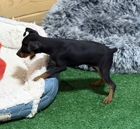 Gizmo, a male Miniature Pinscher for sale in Stratton, CO – 4 of 8