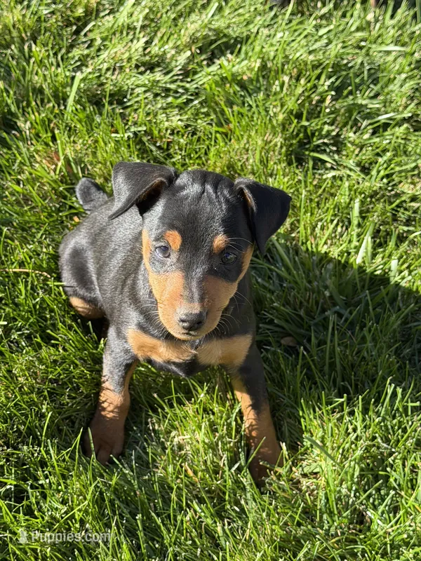 Chloe, a female Miniature Pinscher for sale in Stratton, CO – 1 of 5