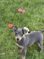 Taffy, a female Miniature Pinscher for sale in Stratton, CO – 5 of 5