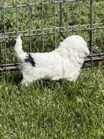 Fancy, a female Shihpoo for sale in Stratton, CO – 3 of 6