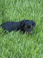 Mia, a female Yorkipoo for sale in Stratton, CO – 3 of 4