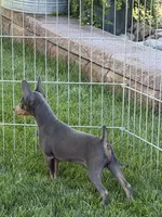 Buster, a male Miniature Pinscher for sale in Stratton, CO – 2 of 9