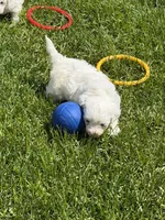 Francie, a female Shihpoo for sale in Stratton, CO – 3 of 6
