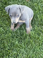 Bailey, a female Miniature Pinscher for sale in Stratton, CO – 3 of 7