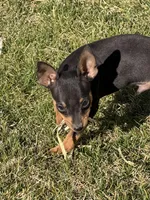 Gordy, a male Miniature Pinscher for sale in Stratton, CO – Photo 4 of 6