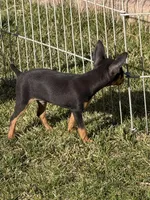Gordy, a male Miniature Pinscher for sale in Stratton, CO – Photo 5 of 6