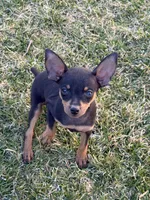 Gordy, a male Miniature Pinscher for sale in Stratton, CO – Photo 1 of 6