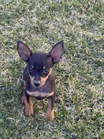 Gordy, a male Miniature Pinscher for sale in Stratton, CO – Photo 2 of 6