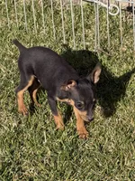 Gordy, a male Miniature Pinscher for sale in Stratton, CO – Photo 3 of 6