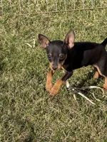 Gordy, a male Miniature Pinscher for sale in Stratton, CO – Photo 6 of 6