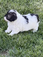 Cosmo, a male Shihpoo for sale in Stratton, CO – 2 of 3