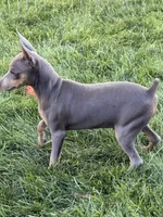 Pauly , a male Miniature Pinscher for sale in Stratton, CO – 2 of 4
