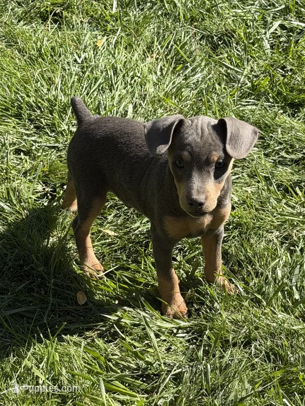 Chase, a male Miniature Pinscher for sale in Stratton, CO – 1 of 5