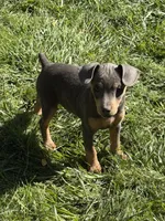 Chase, a male Miniature Pinscher for sale in Stratton, CO – 1 of 5