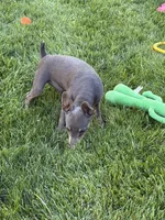 Buster, a male Miniature Pinscher for sale in Stratton, CO – 5 of 9