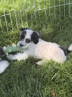 Cisco, a male Shihpoo for sale in Stratton, CO – 9 of 10
