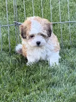 Lexi, a female Shihpoo for sale in Stratton, CO – 5 of 6