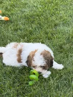 Linus, a male Shihpoo for sale in Stratton, CO – 6 of 8