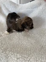 Olive, a female Shihpoo for sale in Stratton, CO – 3 of 7
