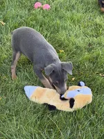 Tinker, a female Miniature Pinscher for sale in Stratton, CO – 4 of 4