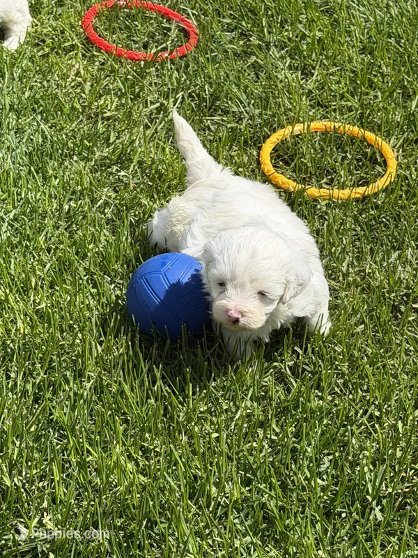 Francie – Shihpoo puppy for sale in Stratton, CO