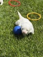 Francie, a female Shihpoo for sale in Stratton, CO – 1 of 6