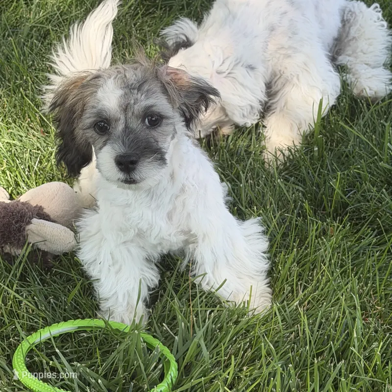 Cosmo – Shihpoo puppy for sale in Stratton, CO