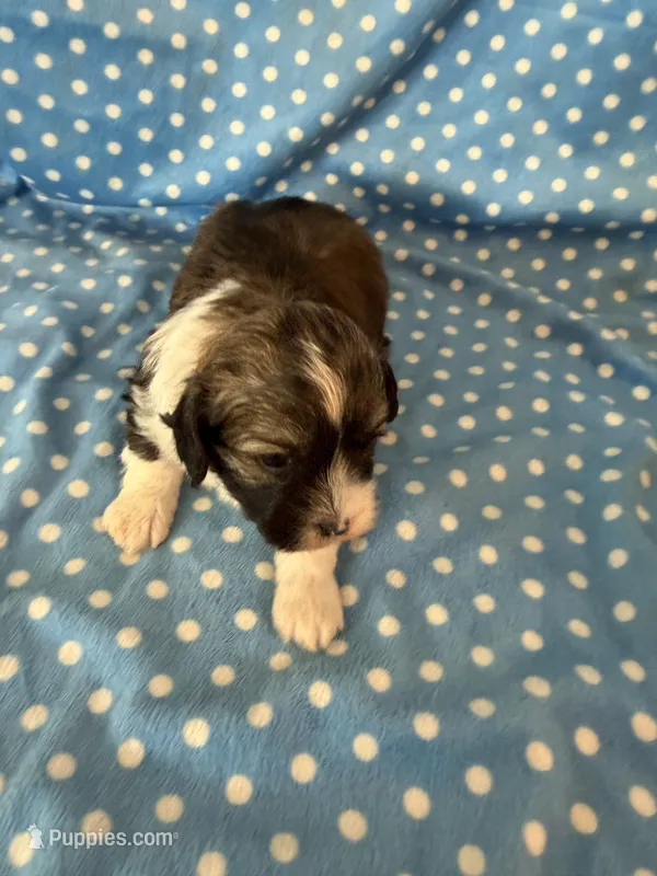 Oakley – Shihpoo puppy for sale in Stratton, CO