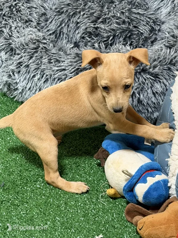 Tug – Miniature Pinscher puppy for sale in Stratton, CO