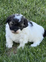 Cosmo, a male Shihpoo for sale in Stratton, CO – 3 of 3