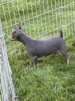 Buster, a male Miniature Pinscher for sale in Stratton, CO – 4 of 9