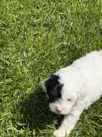 Frankie, a female Shihpoo for sale in Stratton, CO – 2 of 4