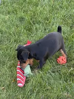 Chloe, a female Miniature Pinscher for sale in Stratton, CO – 5 of 5